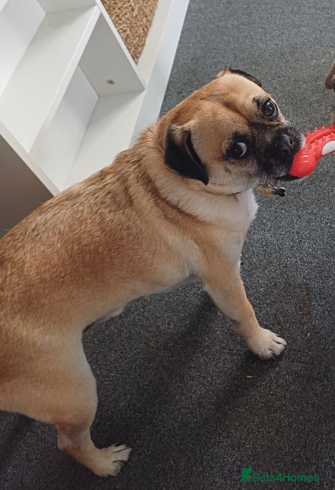 Frug dogs for sale: Special dog seeks special home 🏡💖 - Image 1