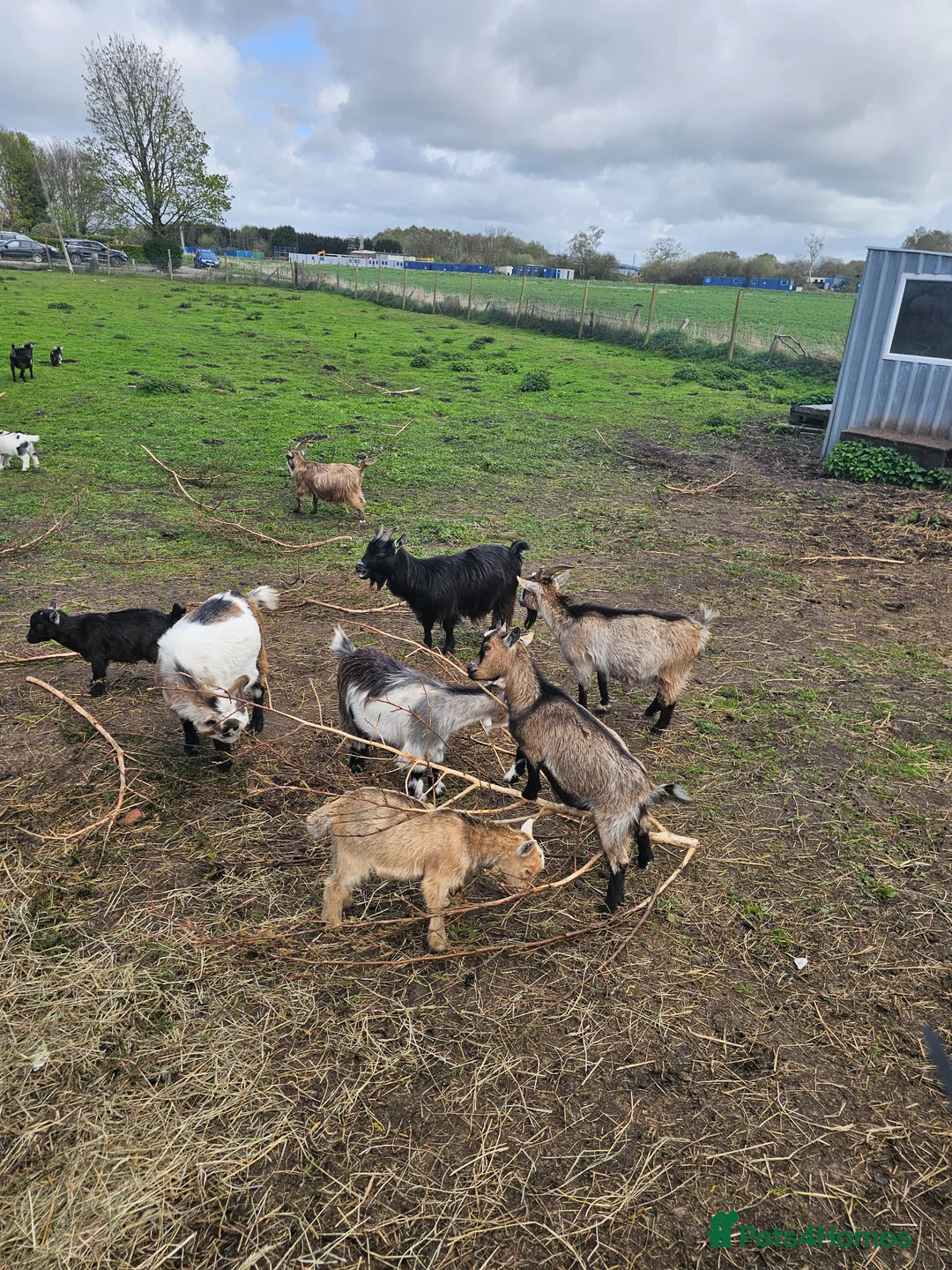 Goats livestock for sale: Pygmy goats mums and baby girl  - Advert 1
