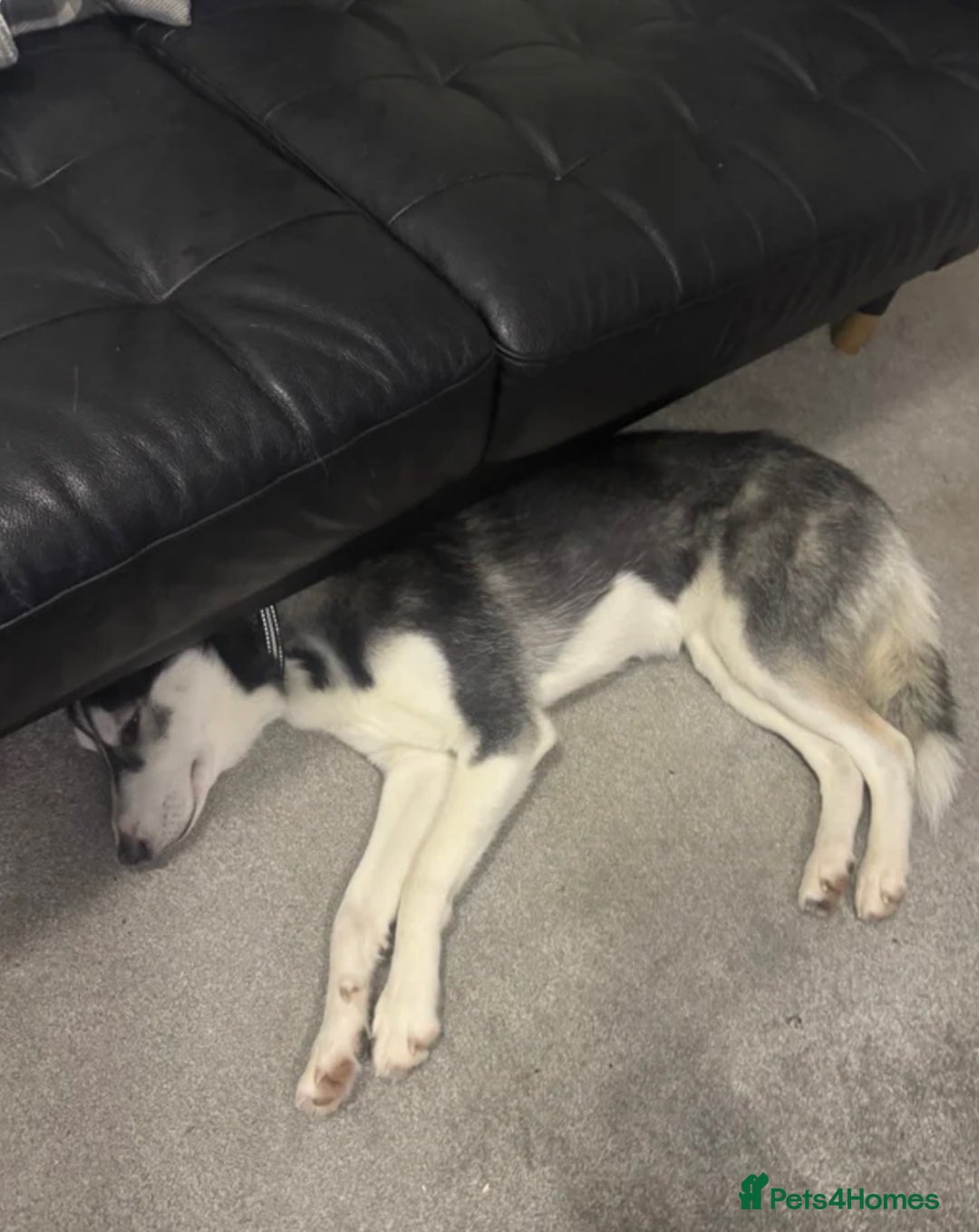 Siberian Husky dogs for sale: Siberian husky  - Advert 7