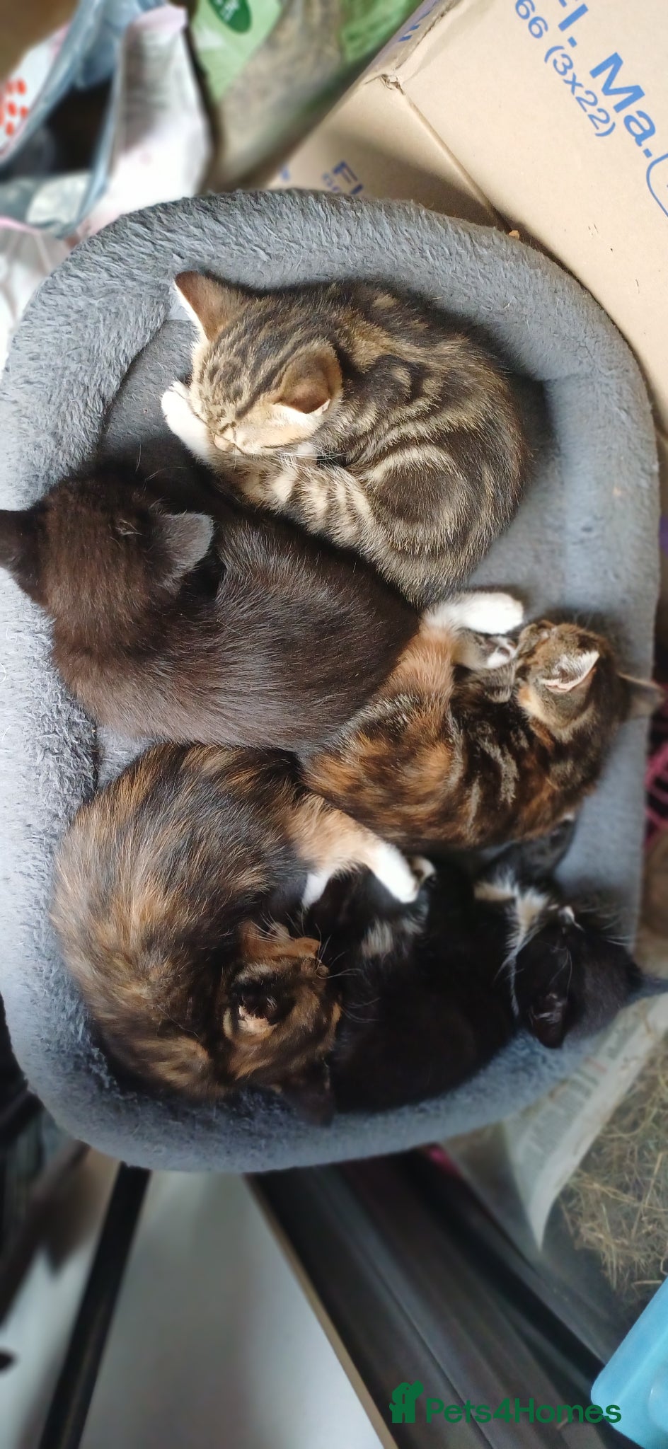 British Longhair cats Kittens  - Advert 4