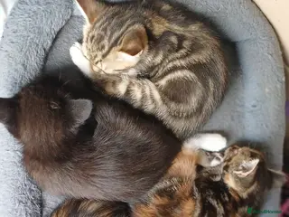 British Longhair cats Kittens - Advert 1