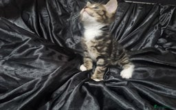 British Shorthair cats for sale: Kittens ready to go to new homes  - Image 13