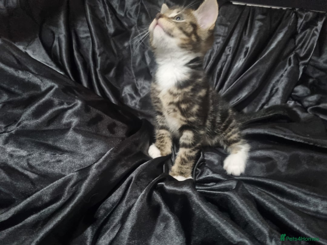 British Shorthair cats for sale: Kittens ready to go to new homes  - Image 13