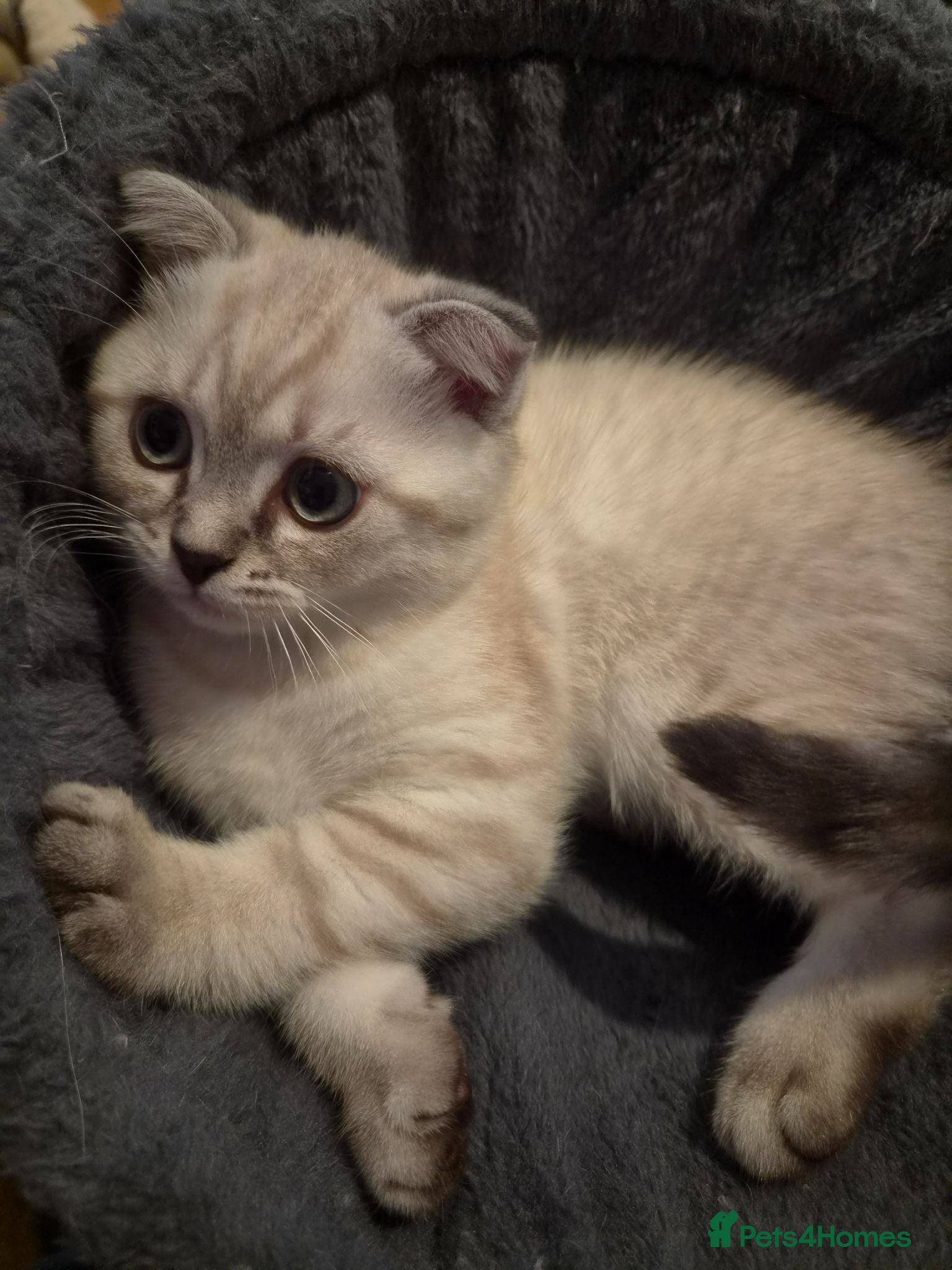 Scottish Fold cats Scottish Fold - Advert 1