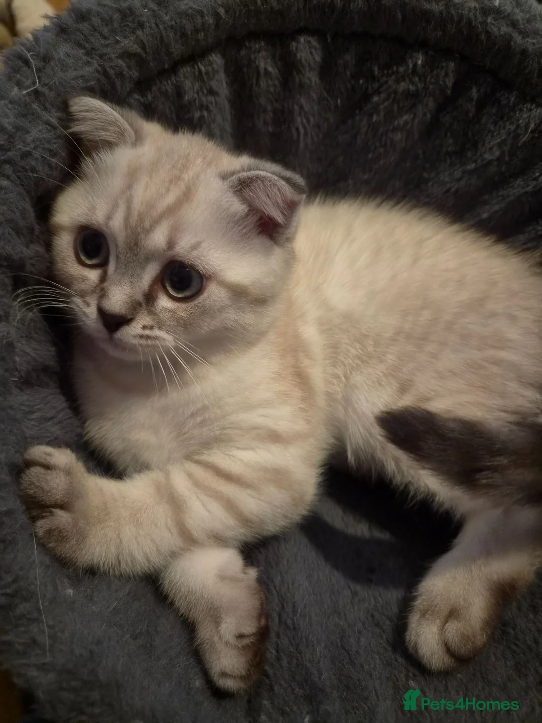 Scottish Fold cats for sale: Scottish Fold - Advert 1
