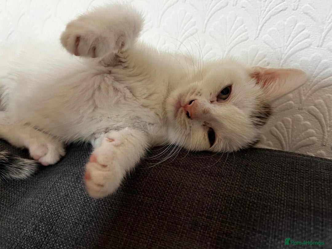 European cats for sale: Male kitten for sale - Image 5