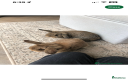 Mini Lop rabbits for sale: Mini lop bunny  - Image 3