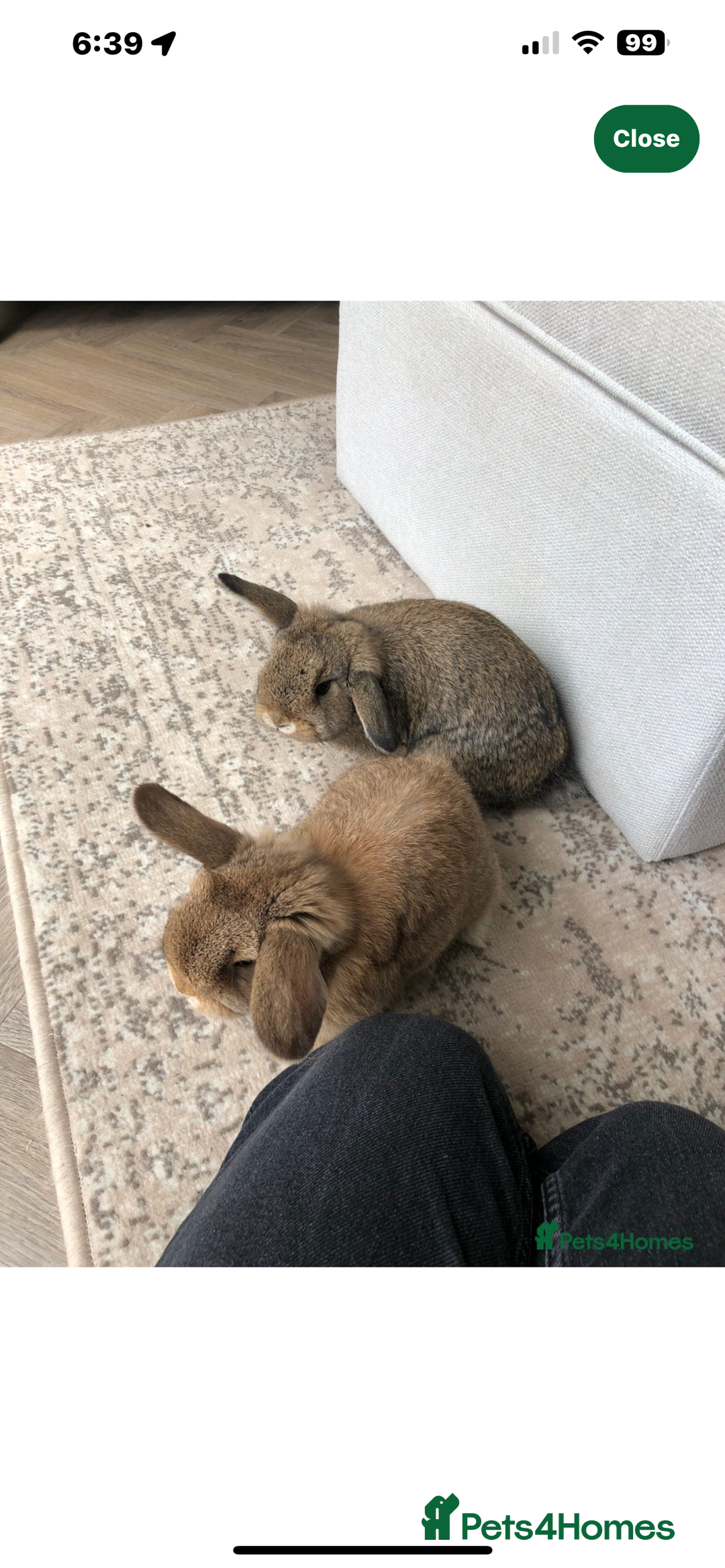 Mini Lop rabbits for sale: Mini lop bunny  - Image 3