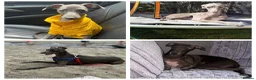 Italian Greyhound dogs for sale: 6 Stunning KC Italian Greyhound Puppies  - Advert 3