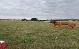 Mixed Breed dogs for sale: Rocko  - Image 4