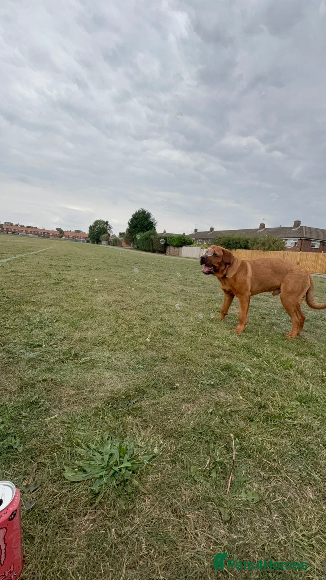 Mixed Breed dogs for sale: Rocko  - Image 4