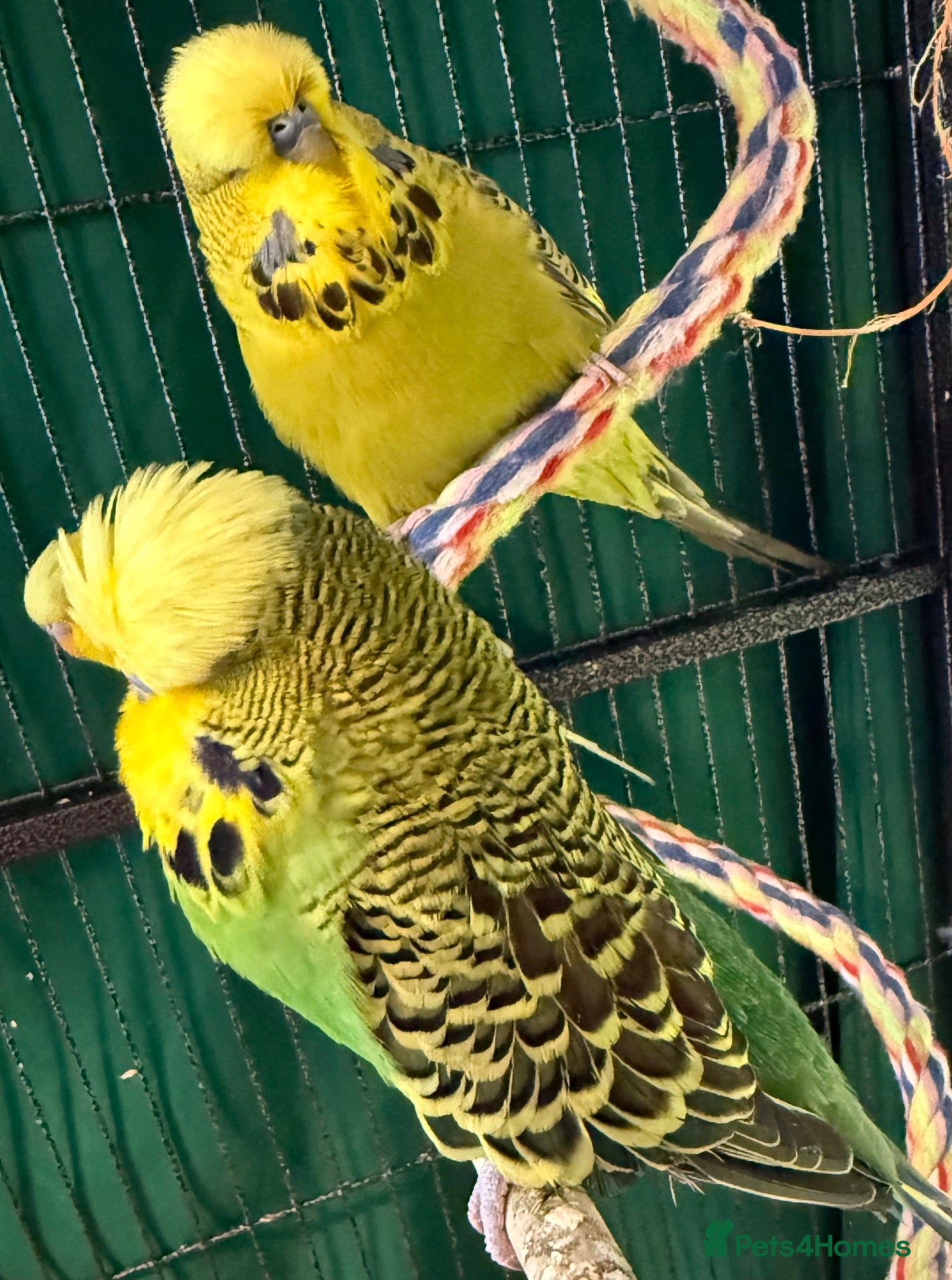 Budgerigars birds Pair English Budgie Boys, Bright Green & Olive - Advert 1