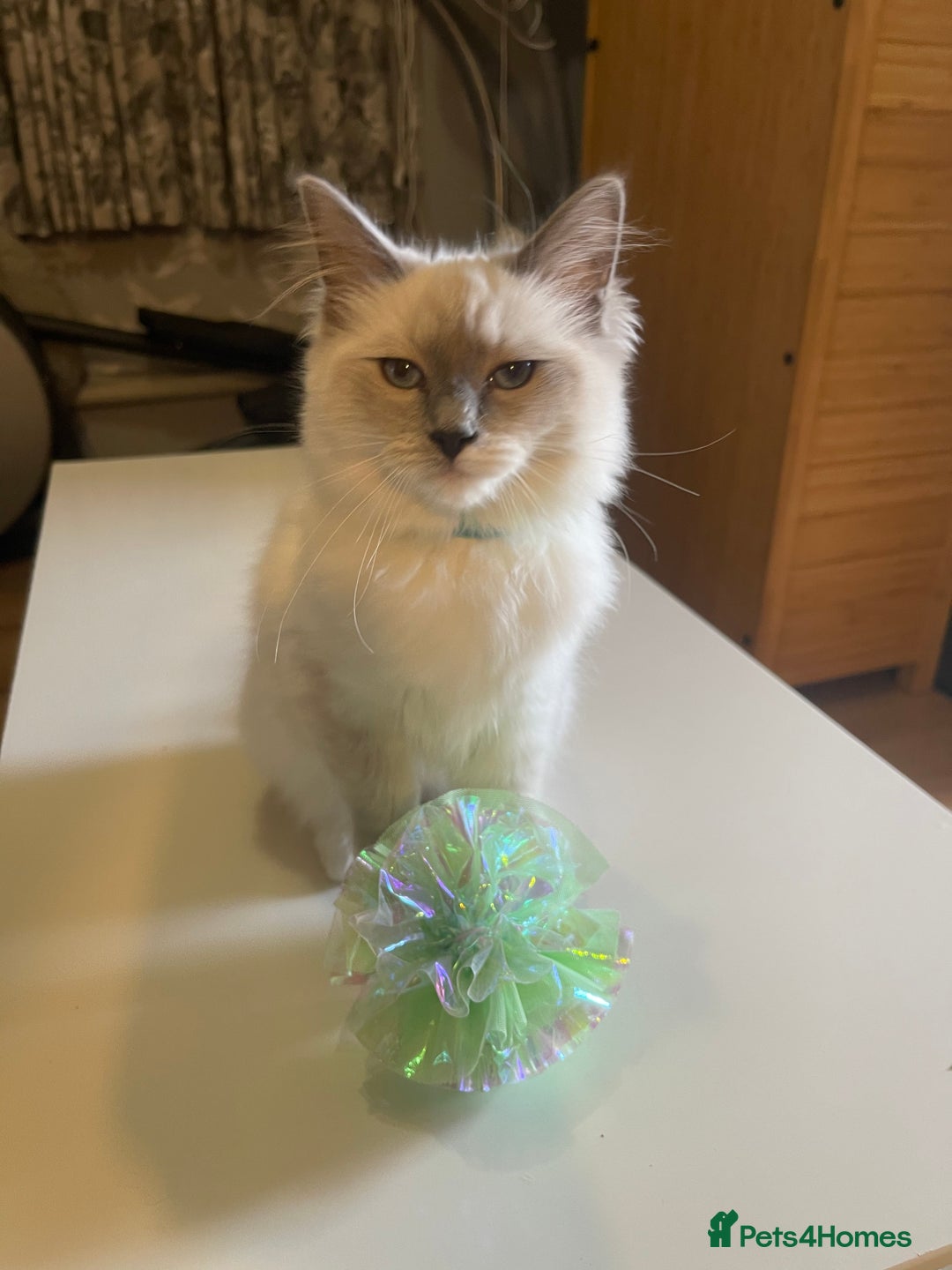 Ragdoll cats for sale: Ragdoll kittens ready now  !💞  - Image 17