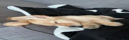 Cocker Spaniel dogs for sale: Lucille, 4 months. - Advert 2