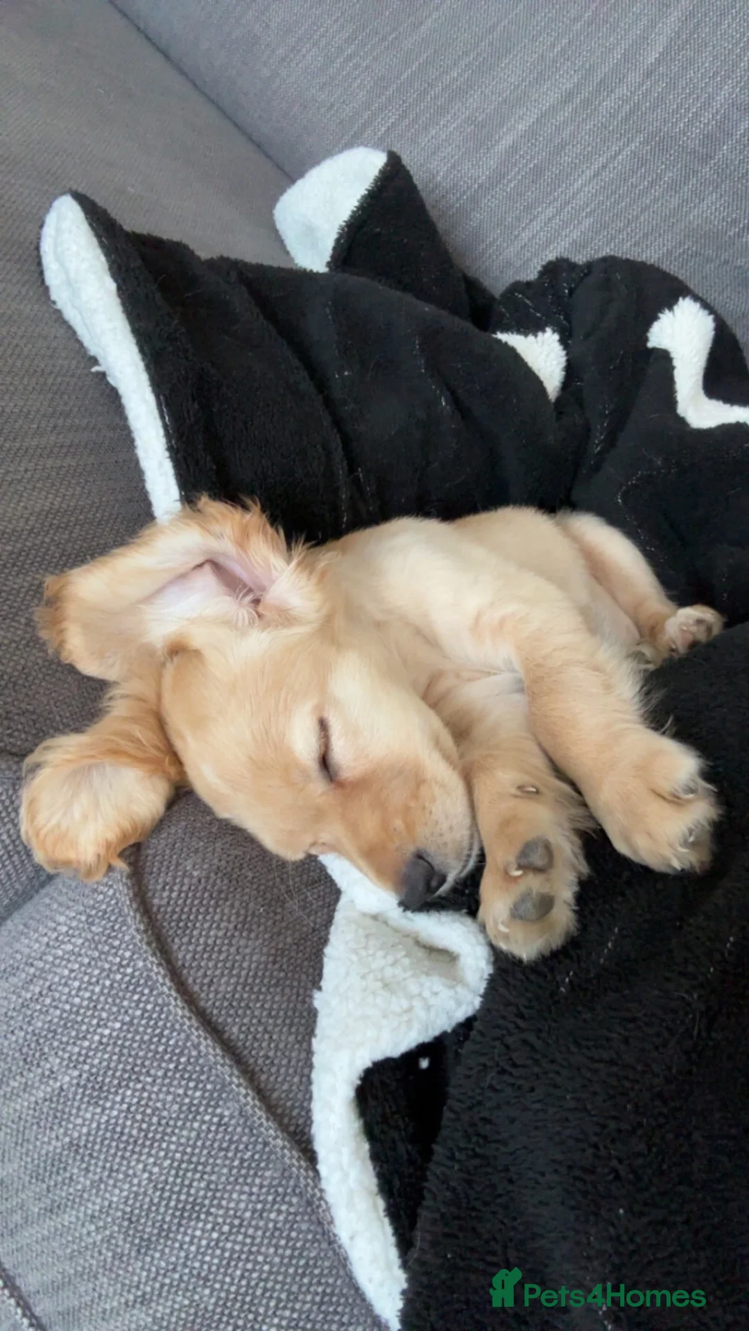 Cocker Spaniel dogs for sale: Lucille, 4 months. - Advert 2