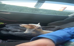 Jack Russell dogs for stud: Small short legged pure Jack Russel  - Advert 2