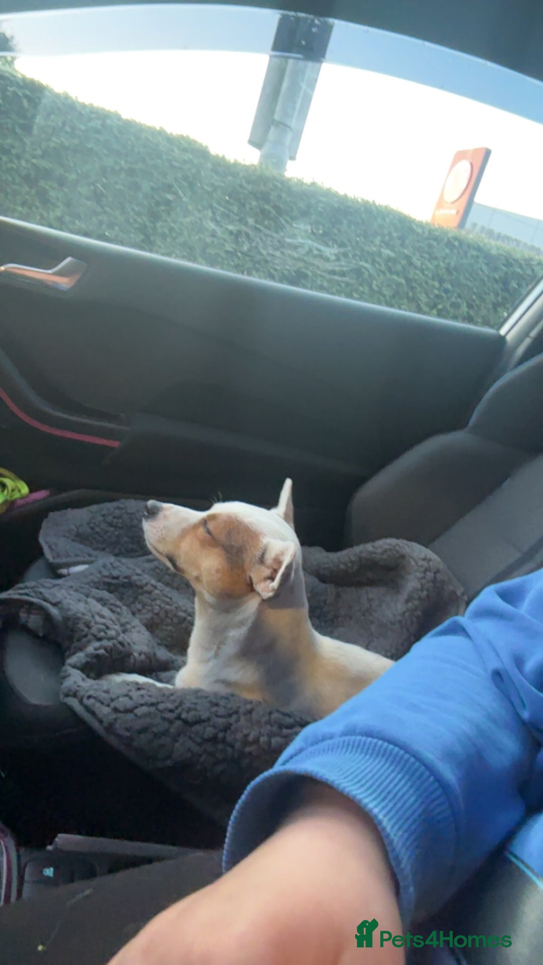 Jack Russell dogs for stud: Small short legged pure Jack Russel  - Advert 2