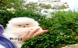 Pomeranian dogs for sale: Teddy face🐼Top quality🏆Very Tiny  - Image 1
