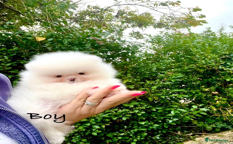 Pomeranian dogs - Advert 1