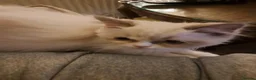 RagaMuffin cats for sale: 3 adorable Raga-per kittens. Born 7/7/26   - Advert 17
