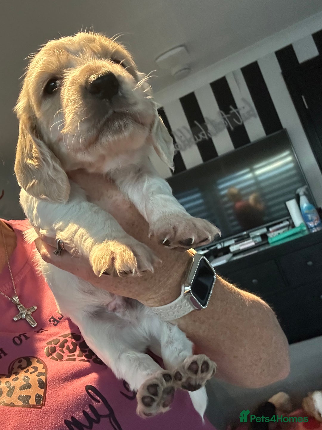 Cocker Spaniel dogs for sale: Stunning cocker spaniel puppy’s  - Image 5