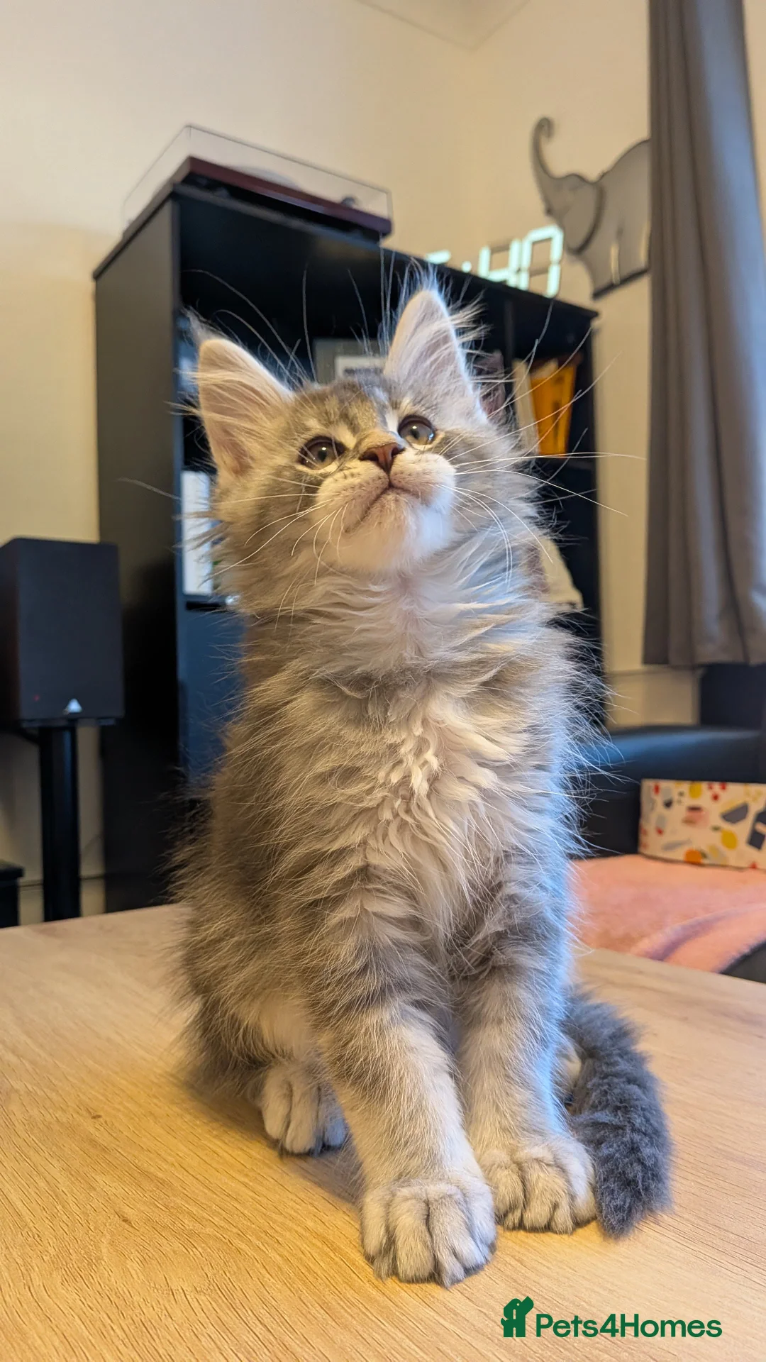 Maine Coon cats for sale: 🏅GCCF🏅 pure maine coon kittens  - Advert 12