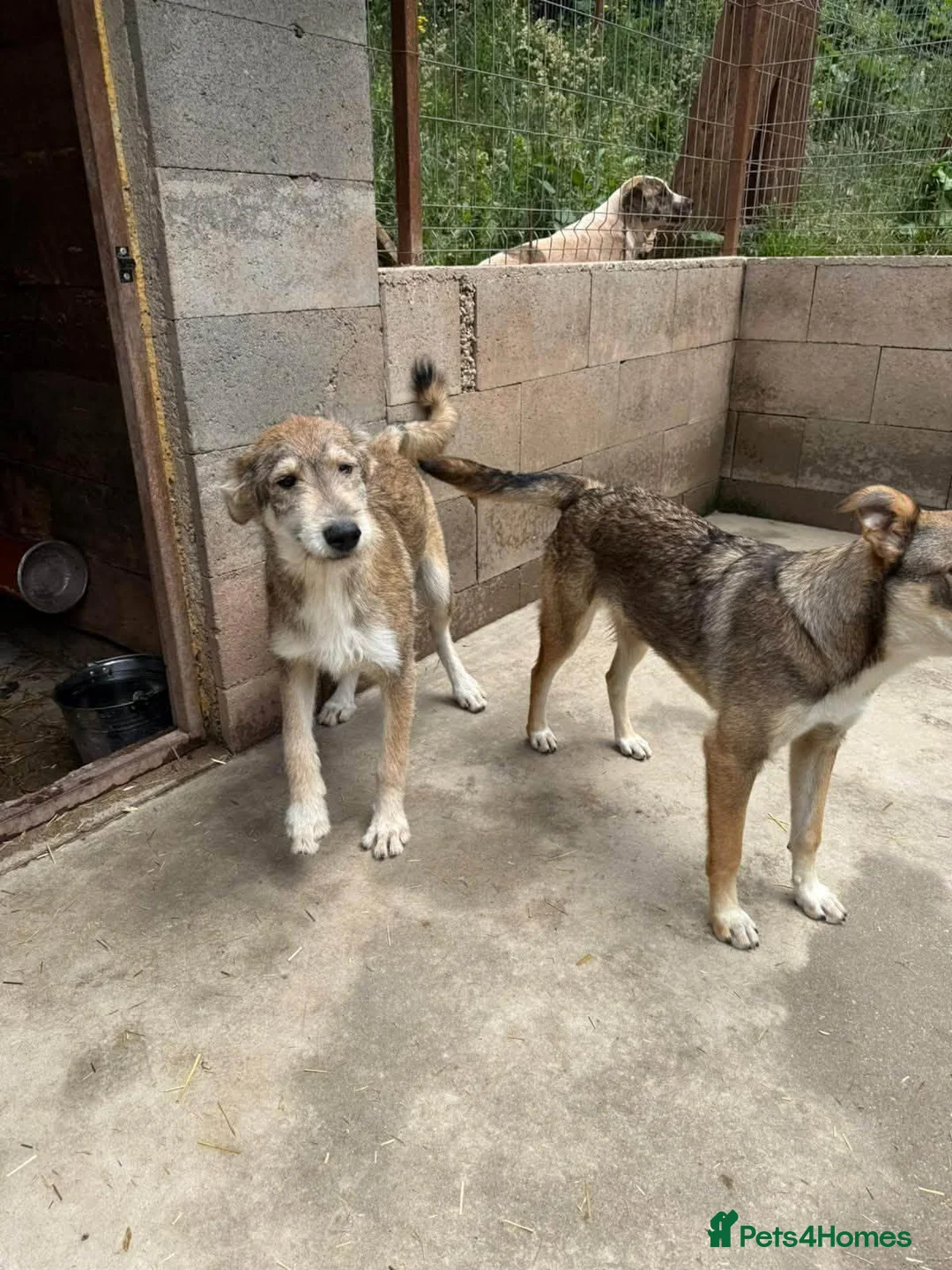 Mixed Breed dogs for adoption: Aspen is looking for a home with another dog! - Advert 2