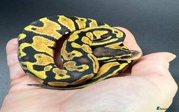 Python Snake reptiles for sale: Beautiful Ball Python Babies - Image 12