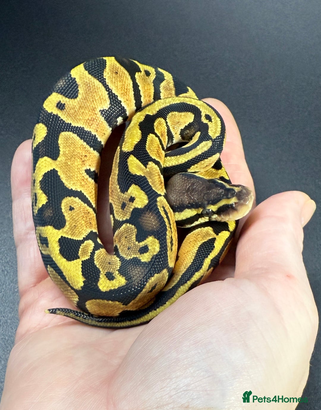 Python Snake reptiles for sale: Beautiful Ball Python Babies - Image 12