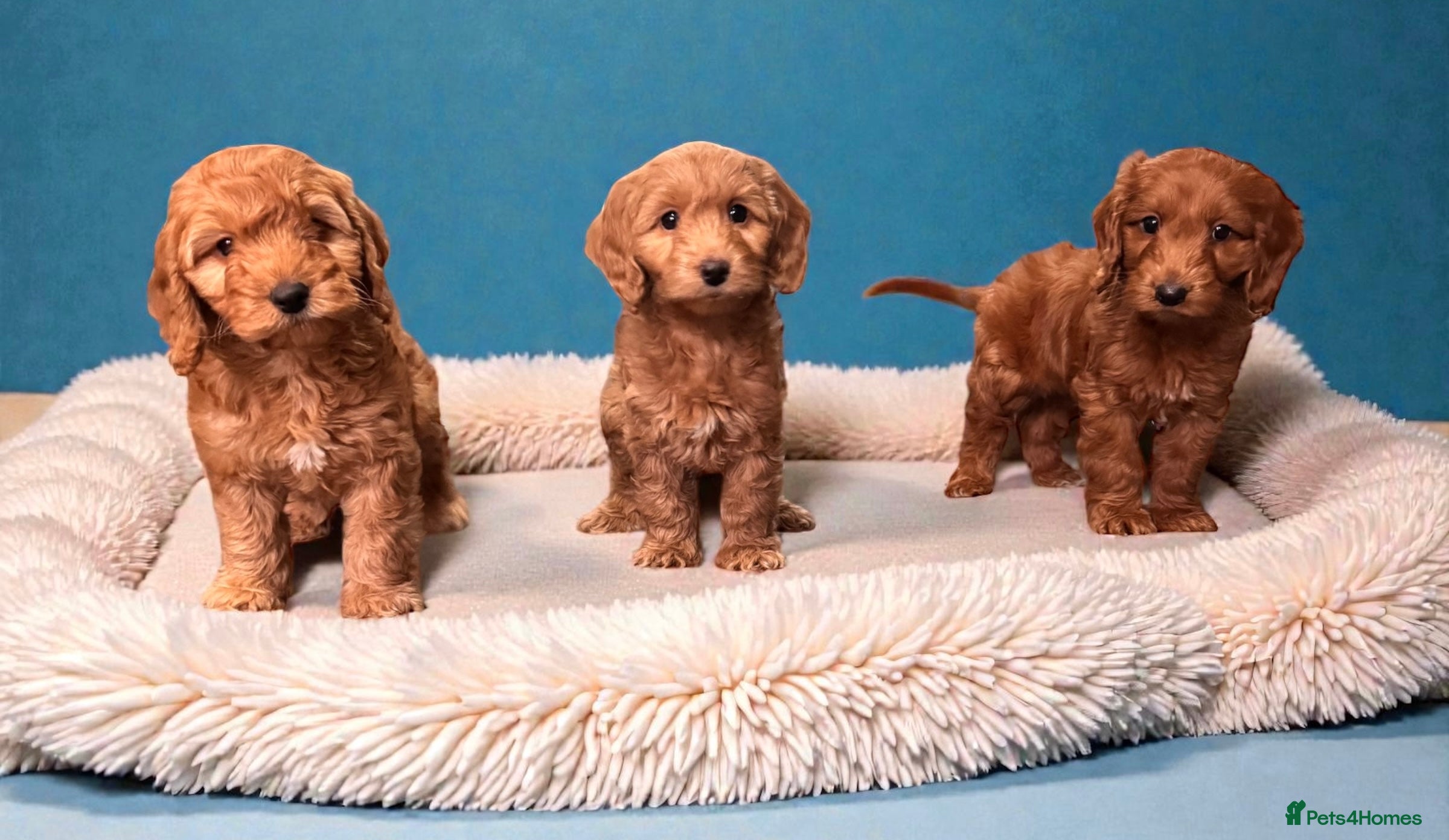 Cockapoo dogs Ready now F1 DNA clear mini cockapoo puppies  - Advert 5