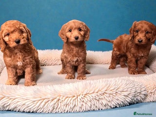 Cockapoo dogs Ready now F1 DNA clear mini cockapoo puppies - Advert 5