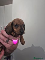 Miniature Dachshund dogs Looking for their forever 🏡 - Advert 12