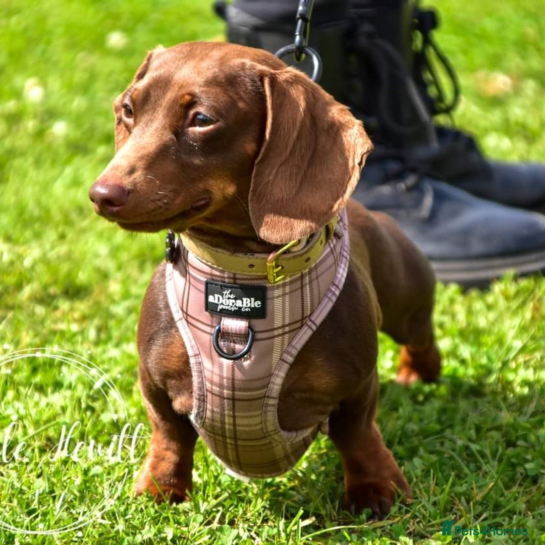 Dachshund dogs for stud: Mini short haired dachshund  in Lancaster - Image 6
