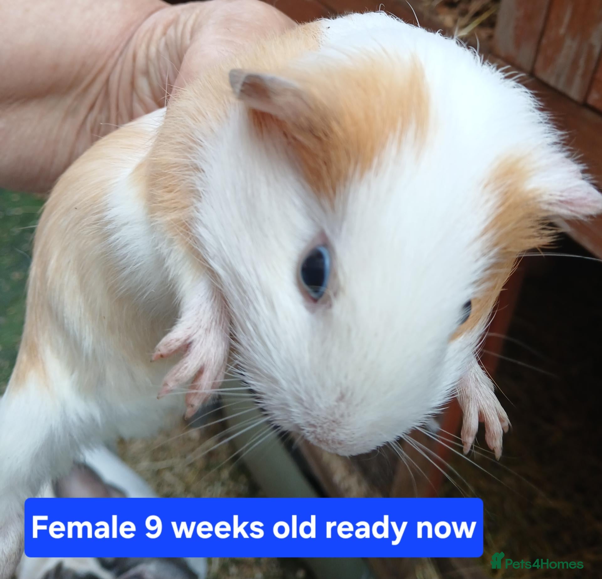 Guinea Pig rodents Guinea pigs  - Advert 1