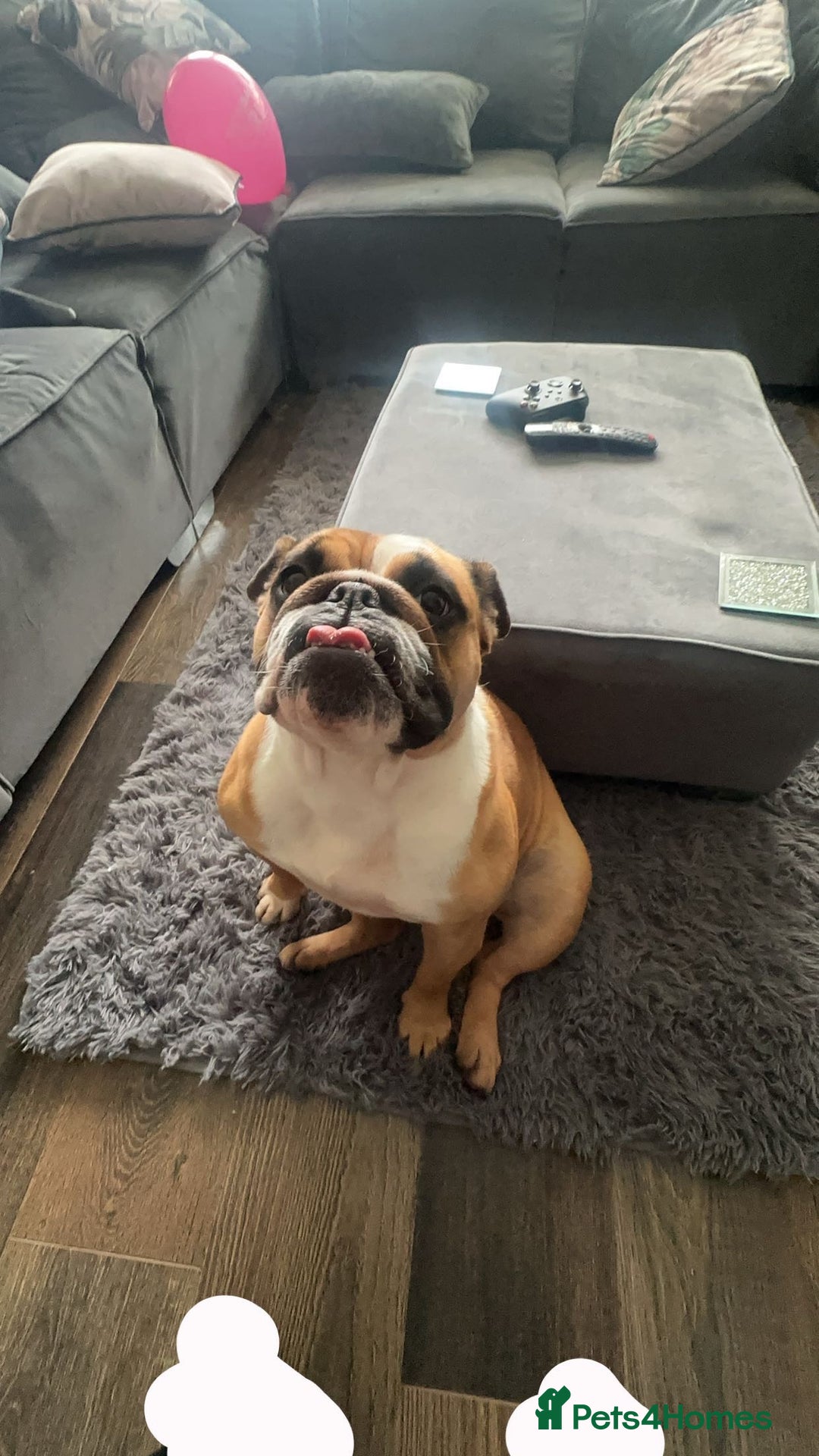 English Bulldog dogs for sale: Red and White English Bulldogs  - Advert 2