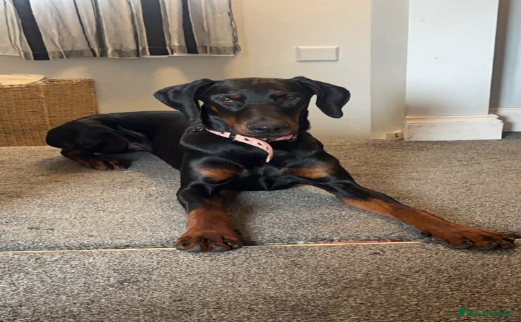 Dobermann dogs Loving, Cat-Free Home for Wonderful Doberman Girl - Advert 9