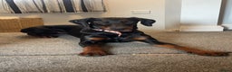 Dobermann dogs for sale: Loving, Cat-Free Home for Wonderful Doberman Girl - Advert 1