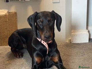 Dobermann dogs Loving, Cat-Free Home for Wonderful Doberman Girl - Advert 1