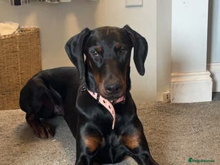 Dobermann dogs Loving, Cat-Free Home for Wonderful Doberman Girl - Advert 5