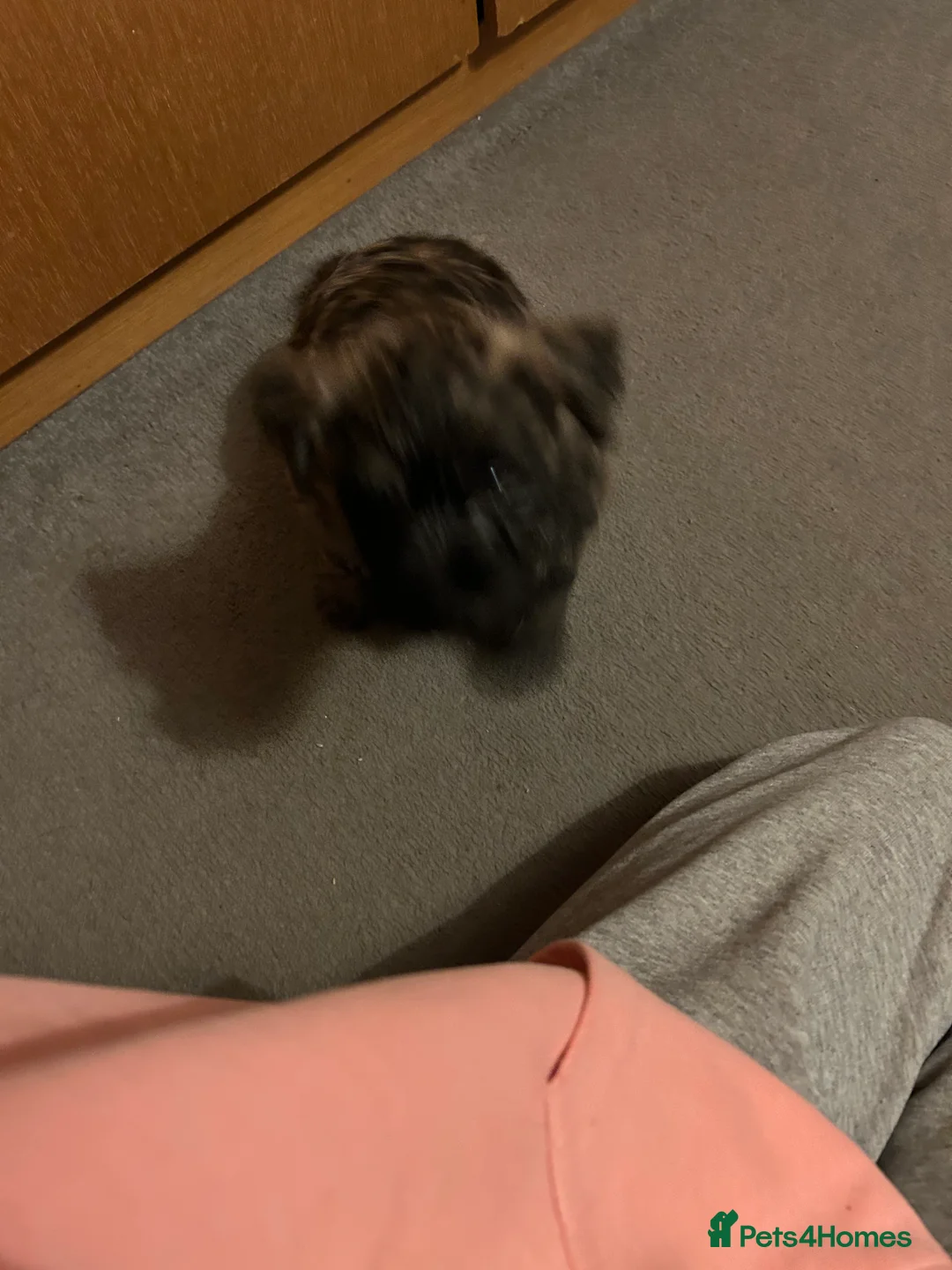 Cairn Terrier dogs for sale:  Male cairn pup looking for his forever home  - Advert 2