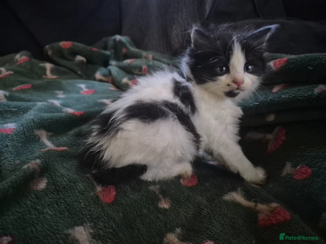 Mixed Breed cats for sale: 3 beautiful kittens - Advert 15