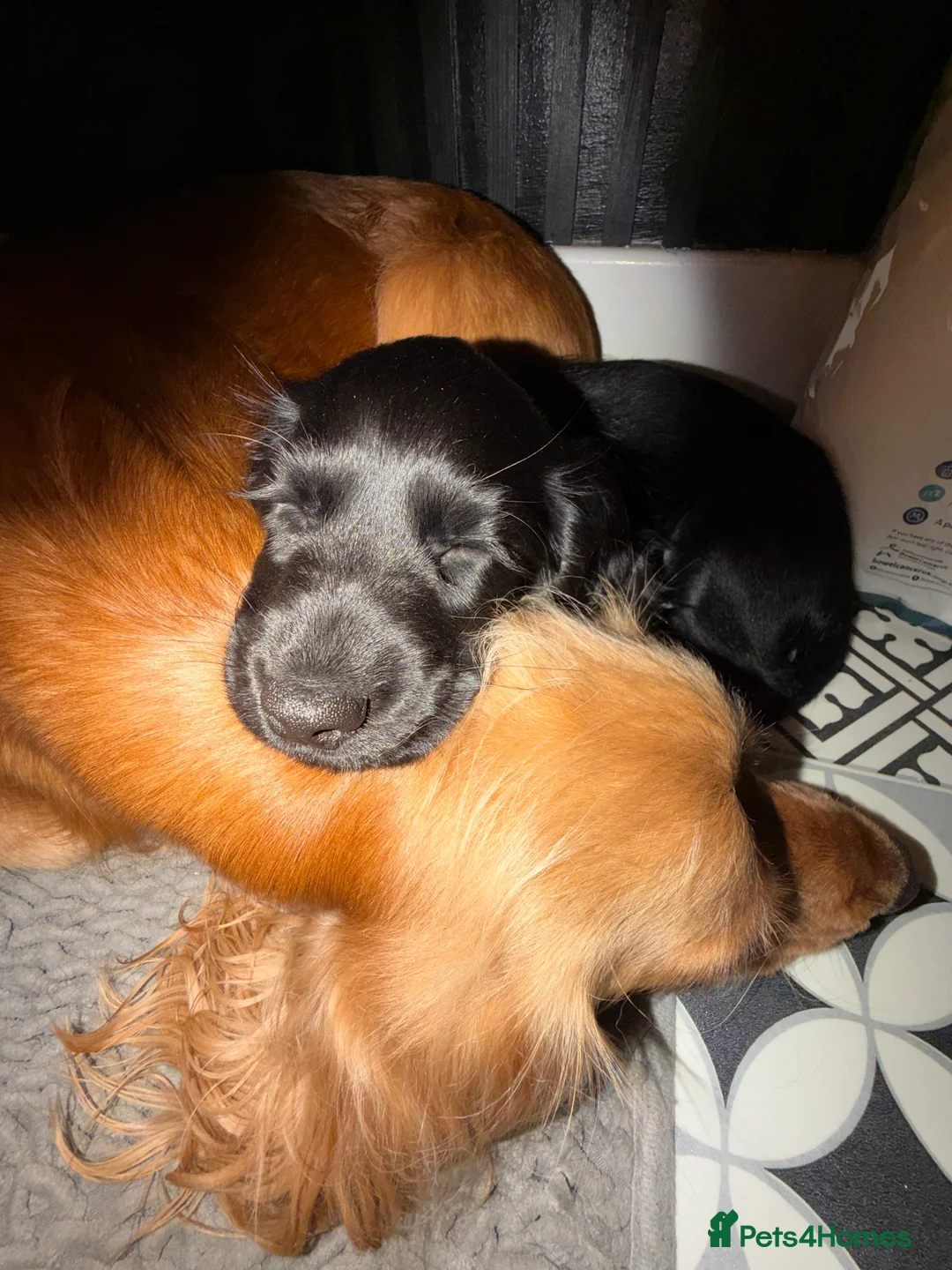 Cocker Spaniel dogs for sale: Show cocker spaniel 10 weeks old - Advert 4