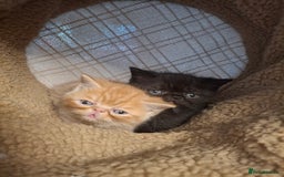 Exotic cats for sale: Beautiful Exotic kittens💫 - Image 11