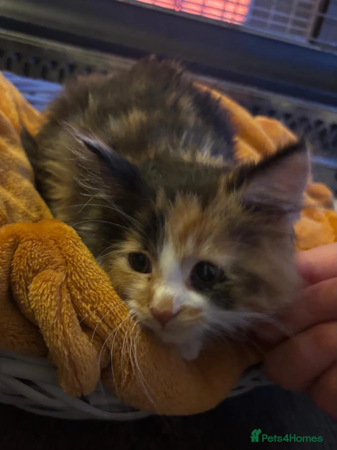 Mixed Breed cats for sale: Beautiful super fluffy mixed breed kittens - Advert 25