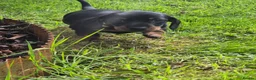 Miniature Dachshund dogs for sale: 🐾 Beautiful Miniature Dachshund Puppies 🐾 - Advert 4
