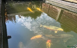 Koi Carp fish for sale: Koi carp for sale - Image 9