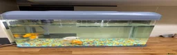 Goldfish fish for sale: Goldfish and Tank  - Advert 2