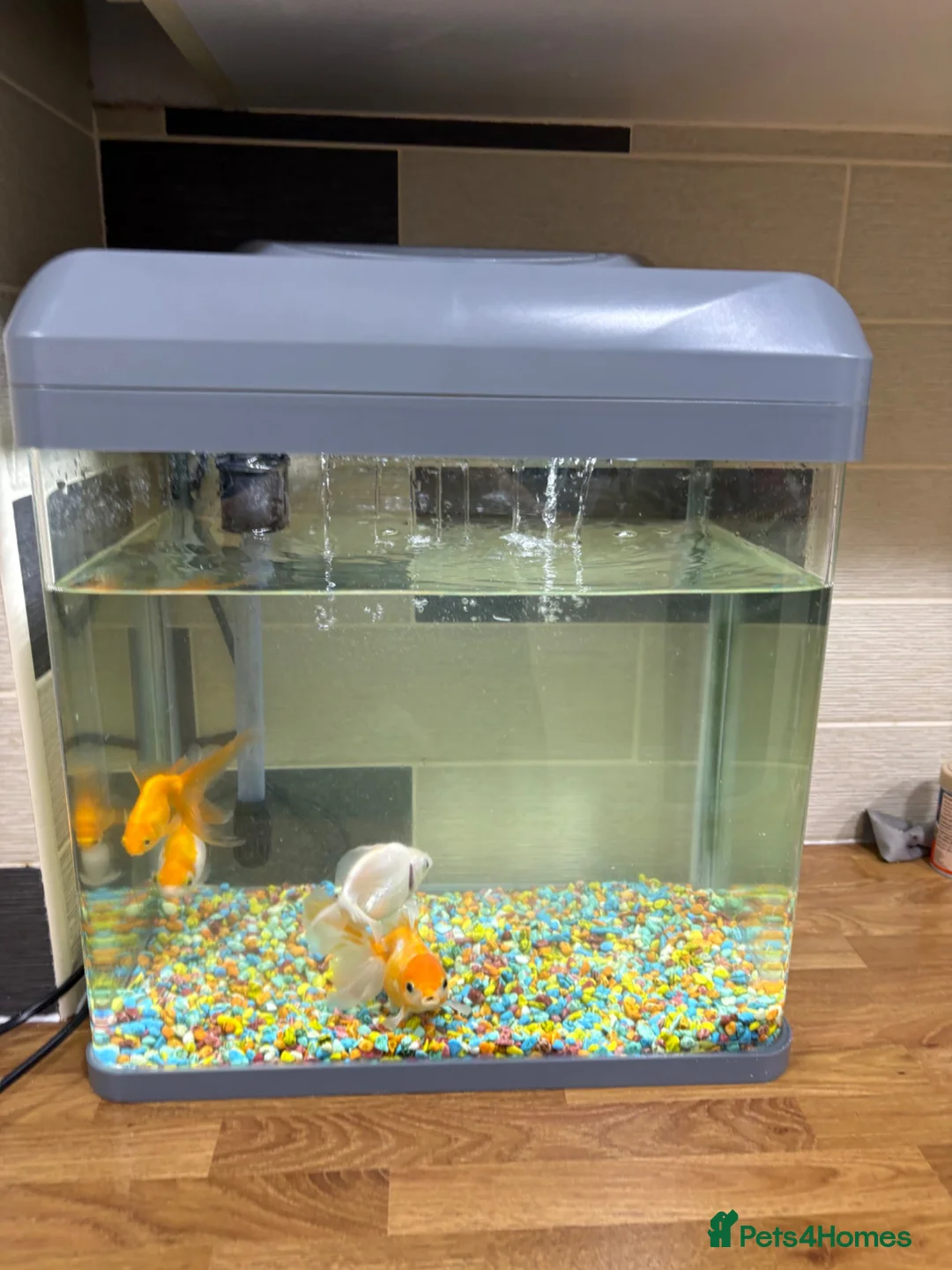 Goldfish fish for sale: Goldfish and Tank  - Advert 2
