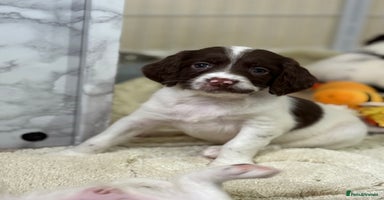 English Springer Spaniel dogs - Advert 9