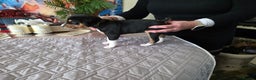Basenji dogs for sale: Adorable Basenji Puppies Awaiting Their Heroes. - Advert 6